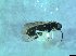  ( - bf-sym-00365)  @12 [ ] CreativeCommons - Attribution Share-Alike (2017) Lønnve, O.J BioFokus