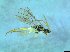 ( - bf-sym-00369)  @11 [ ] CreativeCommons - Attribution Share-Alike (2017) Lønnve, O.J BioFokus