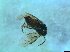  ( - bf-sym-00392)  @12 [ ] CreativeCommons - Attribution Share-Alike (2017) Lønnve, O.J BioFokus