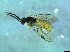  ( - bf-sym-00414)  @11 [ ] CreativeCommons - Attribution Share-Alike (2017) Lønnve, O.J BioFokus