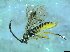  ( - bf-sym-00415)  @12 [ ] CreativeCommons - Attribution Share-Alike (2017) Lønnve, O.J BioFokus