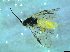  ( - bf-sym-00416)  @12 [ ] CreativeCommons - Attribution Share-Alike (2017) Lønnve, O.J BioFokus
