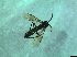  ( - bf-sym-00466)  @12 [ ] CreativeCommons - Attribution Share-Alike (2017) Lønnve, O.J BioFokus