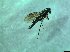  ( - bf-sym-00467)  @12 [ ] CreativeCommons - Attribution Share-Alike (2017) Lønnve, O.J BioFokus