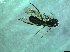 ( - bf-sym-00473)  @12 [ ] CreativeCommons - Attribution Share-Alike (2017) Lønnve, O.J BioFokus