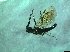  ( - bf-sym-00474)  @12 [ ] CreativeCommons - Attribution Share-Alike (2017) Lønnve, O.J BioFokus
