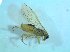  ( - bf-sym-00485)  @12 [ ] CreativeCommons - Attribution Share-Alike (2018) Lønnve, O.J BioFokus
