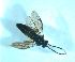  ( - bf-sym-00557)  @12 [ ] CreativeCommons - Attribution Share-Alike (2018) Lønnve, O.J BioFokus