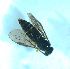  ( - bf-sym-00558)  @12 [ ] CreativeCommons - Attribution Share-Alike (2018) Lønnve, O.J BioFokus