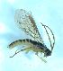  ( - bf-sym-00562)  @11 [ ] CreativeCommons - Attribution Share-Alike (2018) Lønnve, O.J BioFokus