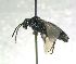  ( - bf-sym-00674)  @11 [ ] CreativeCommons - Attribution Share-Alike (2018) Lønnve, O.J BioFokus