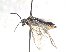 ( - bf-sym-00732)  @13 [ ] CreativeCommons - Attribution Share-Alike (2018) Lønnve, O.J BioFokus