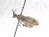  ( - bf-sym-00736)  @13 [ ] CreativeCommons - Attribution Share-Alike (2018) Lønnve, O.J BioFokus