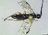  ( - bf-sym-00824)  @11 [ ] CreativeCommons - Attribution Share-Alike (2019) Lønnve, O.J BioFokus
