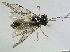  ( - bf-sym-00838)  @11 [ ] CreativeCommons - Attribution Share-Alike (2019) Lønnve, O.J BioFokus