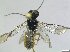  (Cephalcia cf. arvensis - bf-sym-00839)  @11 [ ] CreativeCommons - Attribution Share-Alike (2019) Lønnve, O.J BioFokus