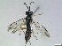  (Allantus cf. cingillum - bf-sym-00843)  @11 [ ] CreativeCommons - Attribution Share-Alike (2019) Lønnve, O.J BioFokus