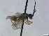  ( - bf-sym-00849)  @11 [ ] CreativeCommons - Attribution Share-Alike (2019) Lønnve, O.J BioFokus
