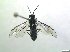  ( - bf-sym-00886)  @11 [ ] CreativeCommons - Attribution Share-Alike (2019) Lønnve, O.J BioFokus
