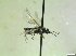  ( - bf-sym-00922)  @11 [ ] CreativeCommons - Attribution Share-Alike (2019) Lønnve, O.J BioFokus