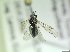  ( - bf-sym-00926)  @11 [ ] CreativeCommons - Attribution Share-Alike (2019) Lønnve, O.J BioFokus