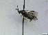  ( - bf-sym-00946)  @11 [ ] CreativeCommons - Attribution Share-Alike (2019) Lønnve, O.J BioFokus