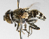  (Eristalinus tarsalis - CNC1078218)  @11 [ ] CreativeCommons - Attribution Non-Commercial No Derivatives (2020) Jeffrey Skevington Agriculgure and Agri-Food Canada