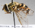  (Syrphus annulifemur - CNC_Diptera254216)  @11 [ ] CreativeCommons - Attribution Non-Commercial No Derivatives (2020) Jeffrey Skevington Agriculgure and Agri-Food Canada