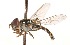  ( - CNC372669)  @13 [ ] No Rights Reserved (2015) Unspecified CNC