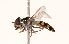  ( - CNC372978)  @13 [ ] No Rights Reserved (2015) Unspecified CNC
