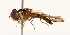  (Episyrphus - CNC373809)  @15 [ ] No Rights Reserved (2015) Unspecified CNC