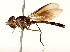  (Asiobaccha notofasciata - CNC373897)  @15 [ ] No Rights Reserved (2015) Unspecified CNC