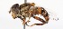  (Eristalinus - CNC384563)  @15 [ ] No Rights Reserved (2015) Unspecified CNC