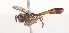  (Paramixogaster omeanus - 29-035732)  @12 [ ] No Rights Reserved (2015) Unspecified CNC