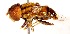  (Eristalinus hervebazini - AustralianMuseumK405129)  @14 [ ] No Rights Reserved (2015) Unspecified CNC