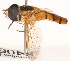  ( - AustralianMuseumK406473)  @11 [ ] No Rights Reserved (2015) Unspecified CNC