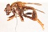  (Odyneromyia transparens - AustralianMuseumK406739)  @11 [ ] No Rights Reserved (2015) Unspecified CNC