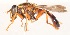  (Odyneromyia illucens - AustralianMuseumK407292)  @11 [ ] No Rights Reserved (2015) Unspecified CNC