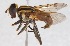  (Mesembrius hilaris - AustralianMuseumK410382)  @11 [ ] No Rights Reserved (2015) Unspecified CNC