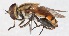  (Mesembrius sp. 64-3 - AustralianMuseumK448263)  @11 [ ] No Rights Reserved (2015) Unspecified CNC