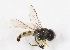  (Allograpta terraenovae - CNC384972)  @14 [ ] No Rights Reserved (2015) Unspecified CNC