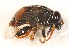  (Austrophilus - CNC385004)  @13 [ ] No Rights Reserved (2015) Unspecified CNC
