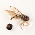  (Episyrphus glaber - CNC385038)  @11 [ ] No Rights Reserved (2015) Unspecified CNC