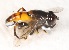  (Mesembrius capensis - CNC395958)  @12 [ ] No Rights Reserved (2015) Unspecified CNC