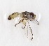  (Allograpta alamacula - CNC451699)  @11 [ ] No Rights Reserved (2015) Unspecified CNC