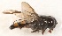  (Xanthandrus sp. 88-8 - CNC451888)  @11 [ ] No Rights Reserved (2015) Unspecified CNC