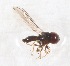  (Cephalops sp. AU8B - CNC452364)  @12 [ ] No Rights Reserved (2015) Unspecified CNC