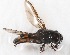  (Xanthandrus ruficornis - CNC457455)  @11 [ ] No Rights Reserved (2015) Unspecified CNC