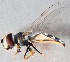  (Notosyrphus - CNC457689)  @12 [ ] No Rights Reserved (2015) Unspecified CNC