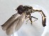  (Victoriana melanorrhina - CNC457690)  @11 [ ] No Rights Reserved (2015) Unspecified CNC
